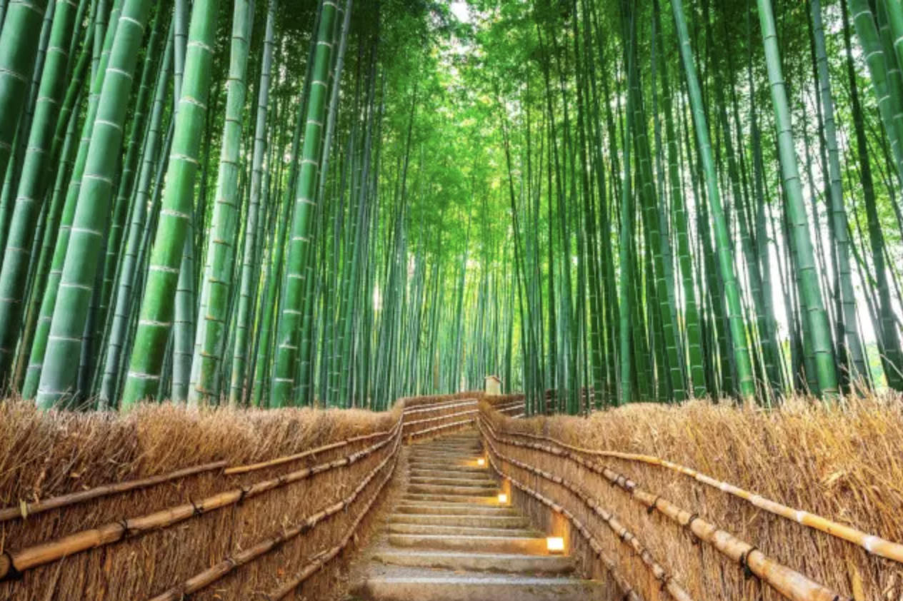 Path through Arashiyama Bamboo Grove with a stone stairway and wooden fence