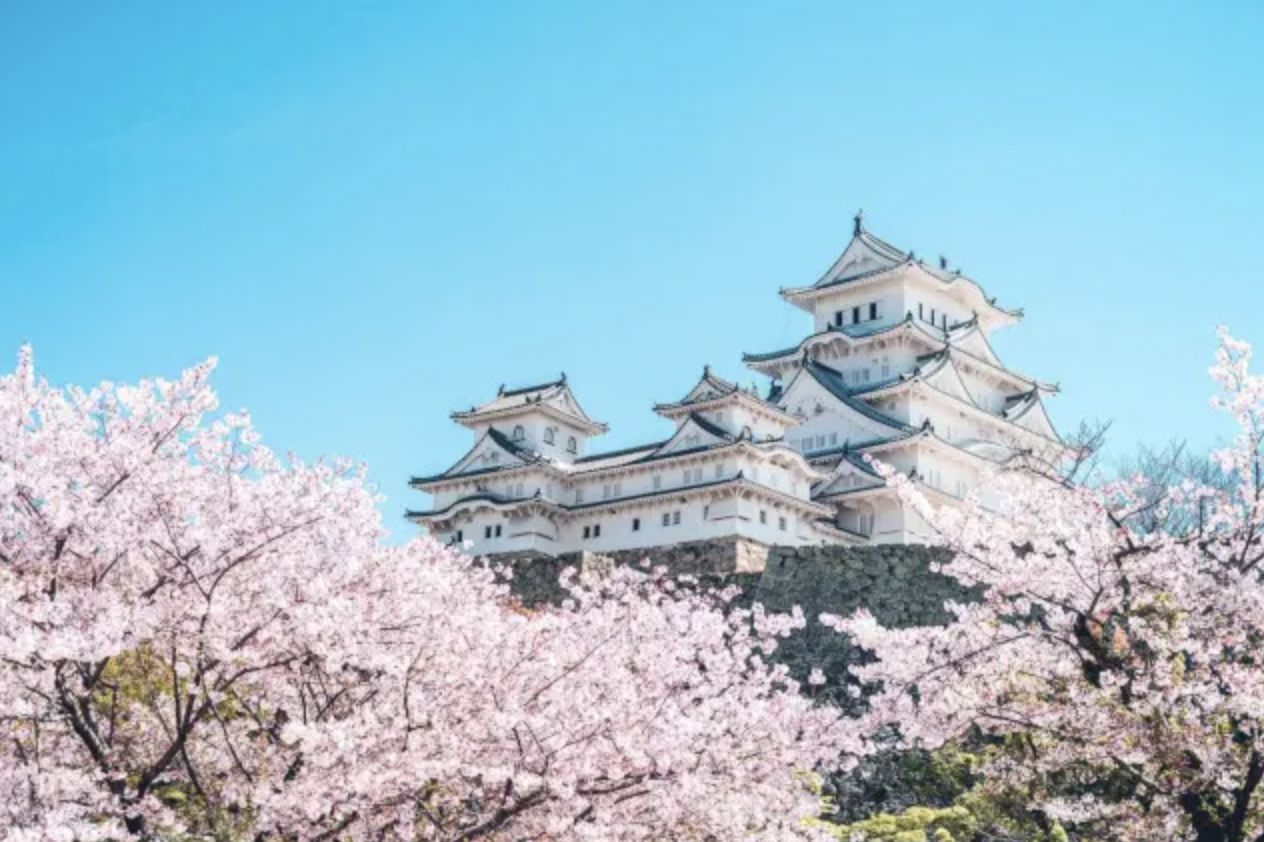 The iconic white Himeji Castle framed by blooming pink cherry blossoms